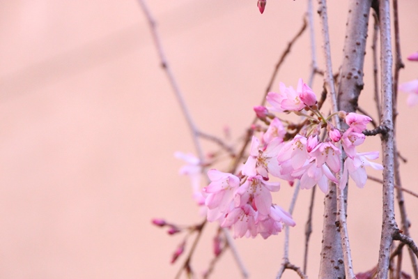 6345-15.3.26一重しだれ桜　アップ右寄せ.jpg